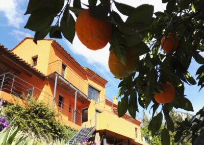 bigarade_maison_oranges