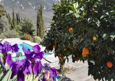 bigarade_piscine_oranges_iris